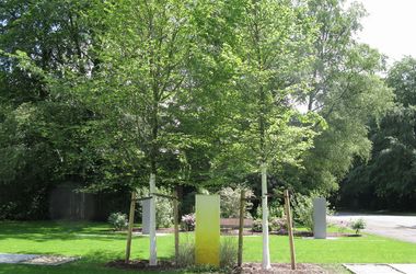 Paarbäume auf dem Hamburger Friedhof Ohlsdorf